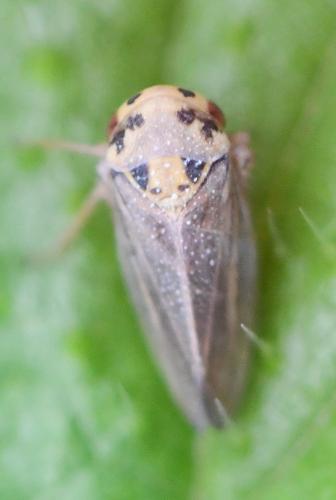 Macropsis fuscula
